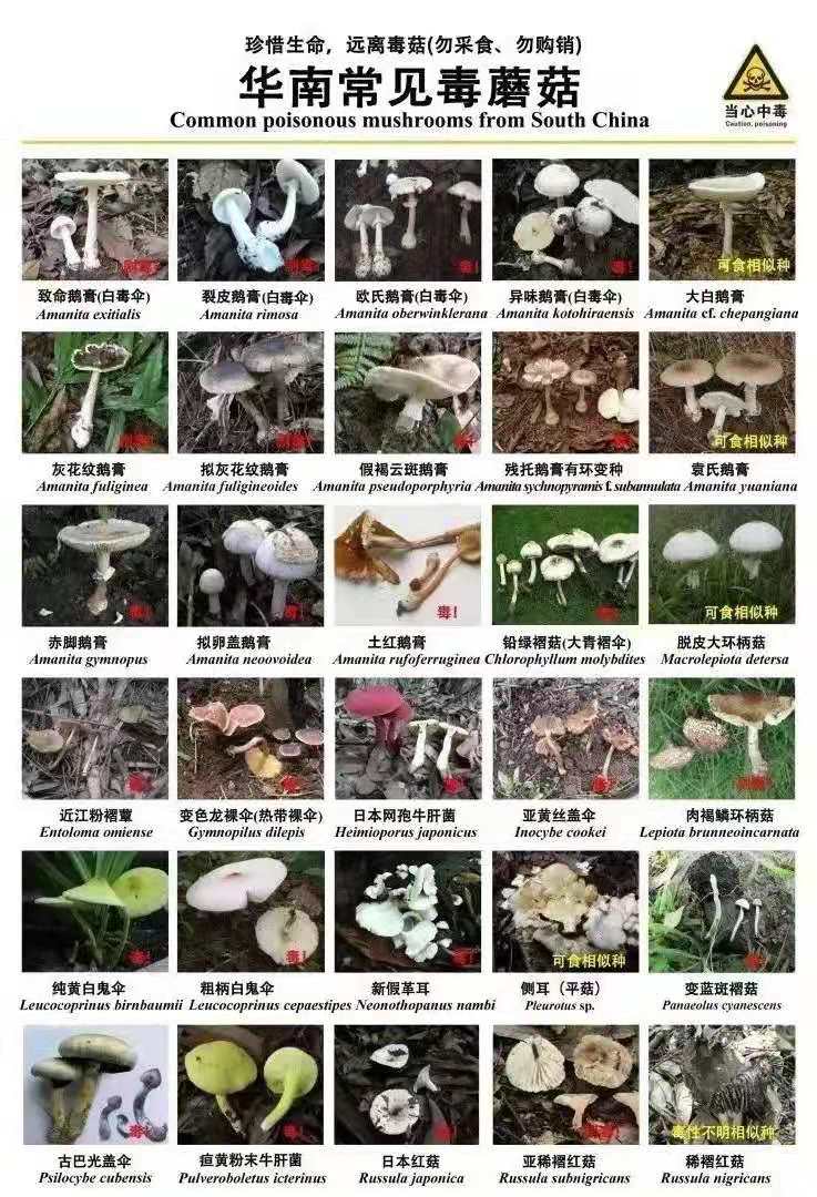毒蘑菇.jpg